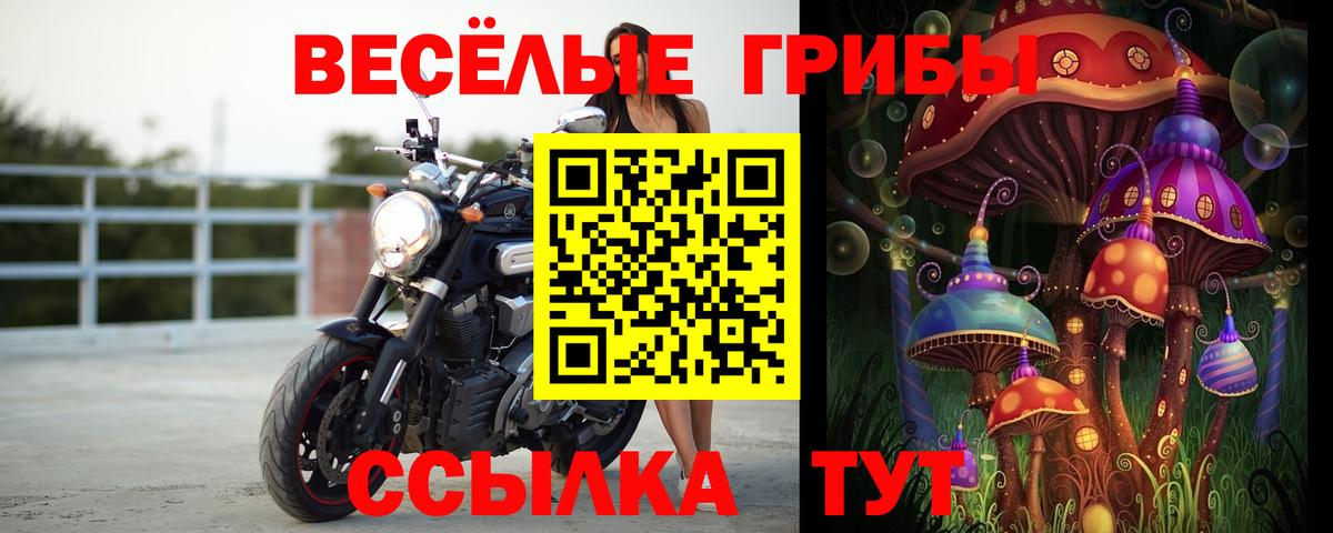 Псилоцибиновые грибы Psilocybe Махачкала